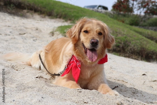 Obraz 砂場で伏せるゴールデンレトリバー