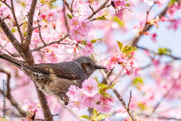 Fototapeta 桜とヒヨドリ