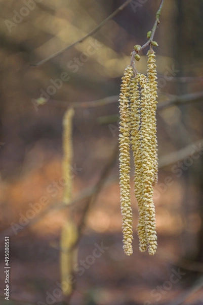 Fototapeta Hazelnut branch in spring