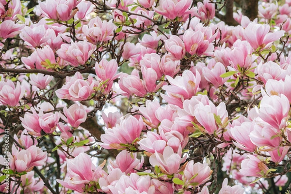 Fototapeta Blooming magnolia or decorative Japanese cherry tree with pink flowers in the garden, nature background. Background with blooming magnolias.