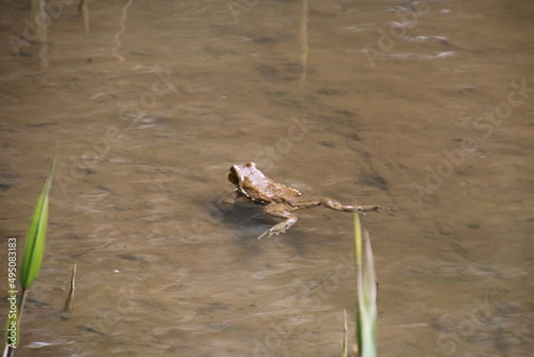 Fototapeta ウシガエル