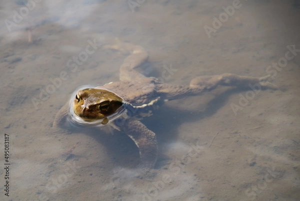 Fototapeta ウシガエル