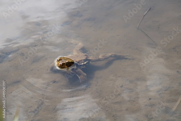 Fototapeta ウシガエル