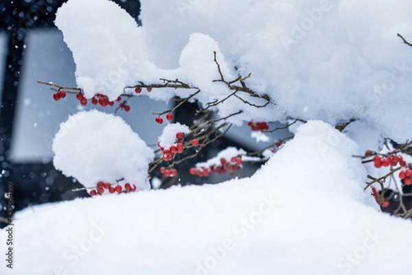 Fototapeta 雪と赤