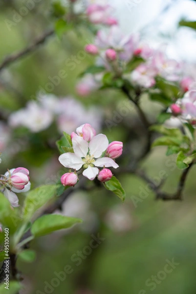Fototapeta apple blossom on a twig of pink and white