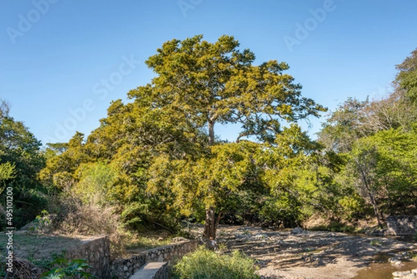 Obraz Primavera en otoño