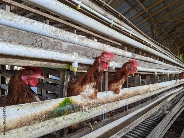 Fototapeta a large number of laying hens in the coop
