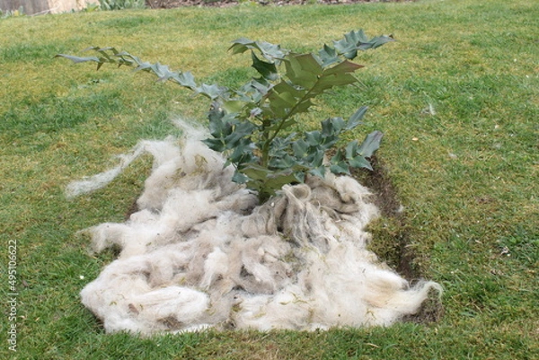 Fototapeta Sheep wool used as a natural mulch around a plant 