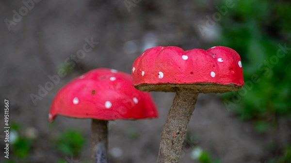 Obraz fly agaric mushroom