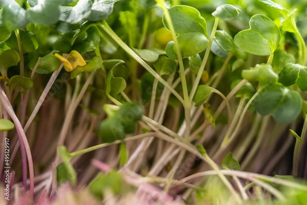 Obraz Microgreens