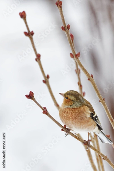 Obraz pinson des arbres