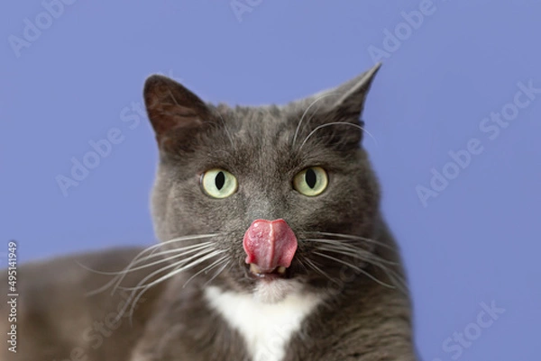 Obraz Domestic cat on a blue background close-up. Pets