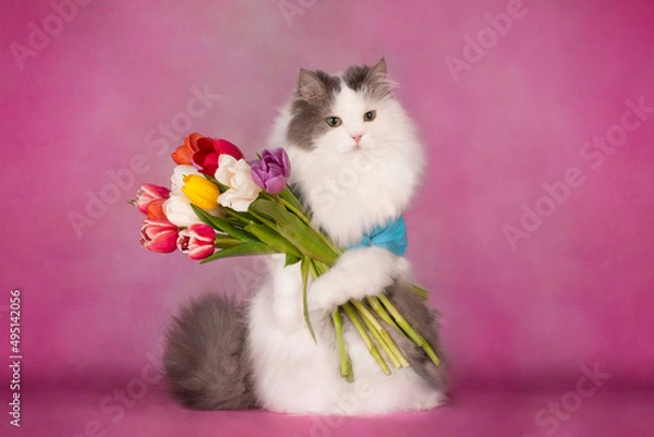 Obraz fluffy cat stands on its hind legs with a bouquet of tulips on a pink background