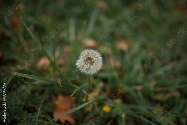 Obraz Macro dandelion white in green grass