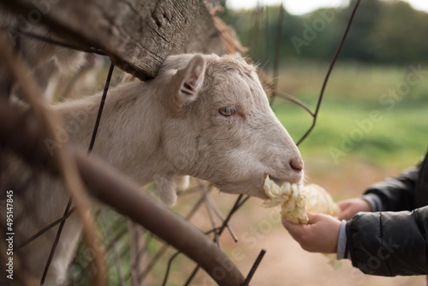 Obraz Child feeds a goat with cabbage
