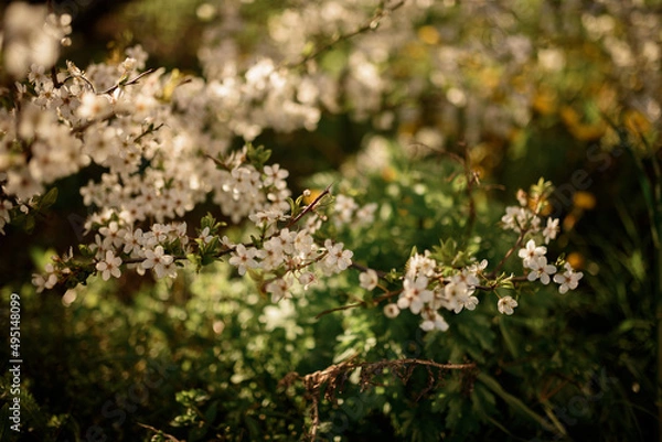 Obraz Flowering bird cherry