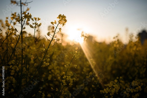 Obraz Sunset in a rapeseed field