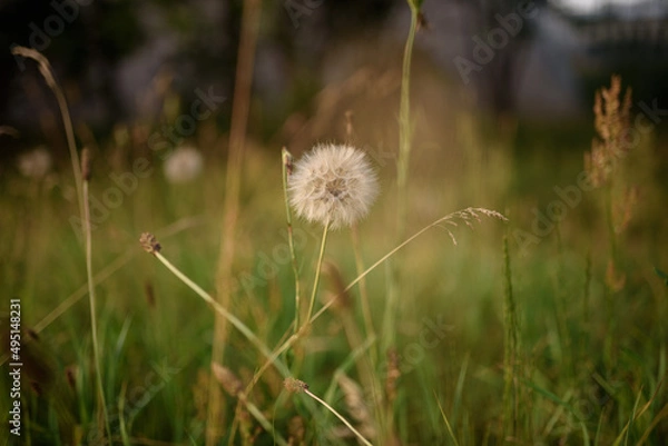Fototapeta Makro white dandelion in the meadow