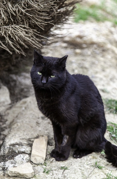 Obraz Black cat on the street