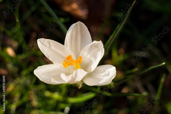 Obraz white crocus flowering in the garden