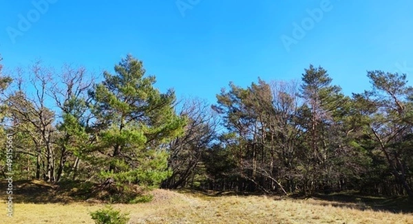 Fototapeta trees in the forest