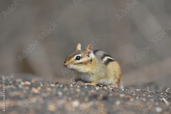 Obraz Small Chipmunk against grey background
