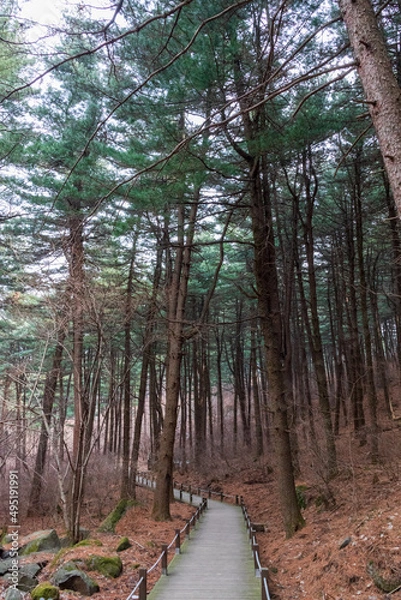 Obraz pine-covered forest road