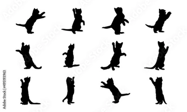 Fototapeta Cat vector silhouette. Side view isolated on a white background.