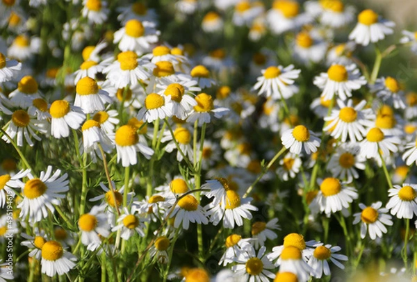 Fototapeta Chamomile flower field. Camomile in the nature. Field of camomiles at sunny day at nature. Camomile daisy flowers in summer day. Chamomile flowers field wide background in sun light
