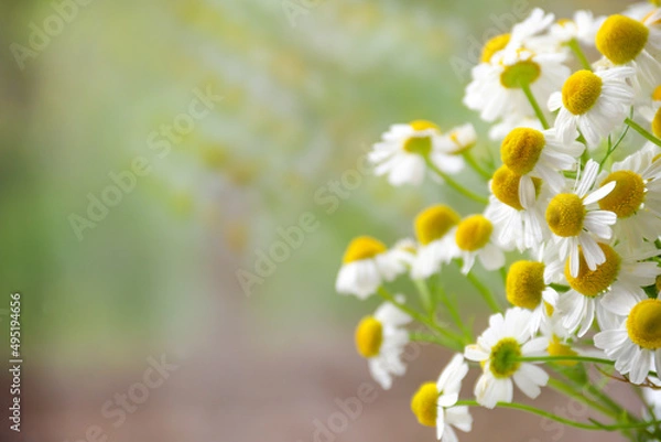 Obraz Chamomile flower field. Camomile in the nature. Field of camomiles at sunny day at nature. Camomile daisy flowers in summer day. Chamomile flowers field wide background in sun light