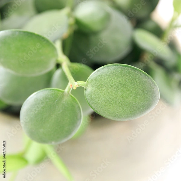 Fototapeta 観葉植物、クセロシキオス・ダンギュイーの葉