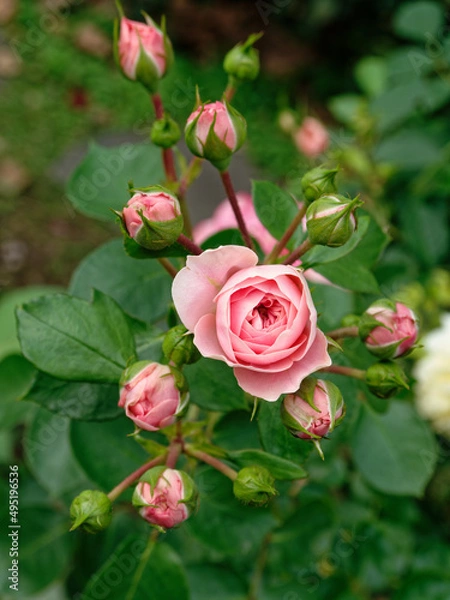 Obraz Rose blossoms pink
