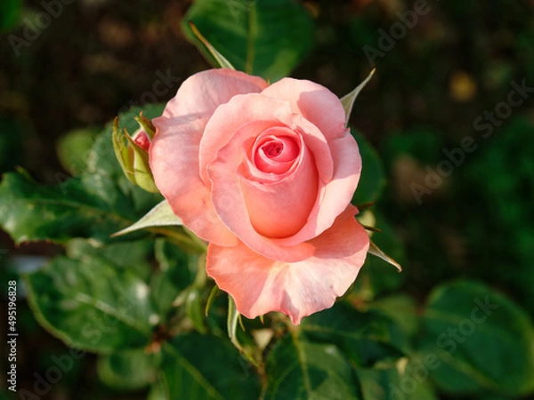 Obraz Rose blossom pink
