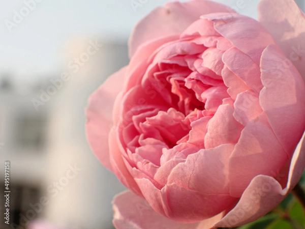 Obraz Rose blossom pink