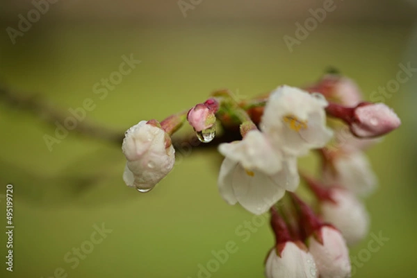 Fototapeta It's getting warmer and warmer with every rain