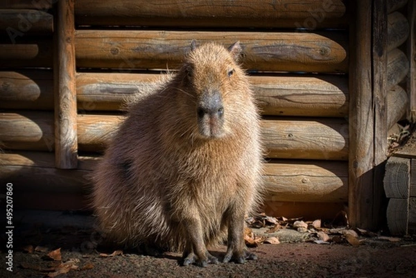Fototapeta Capybara thinking about nothing