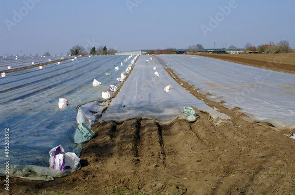 Obraz Fields with foil cover