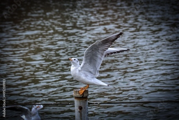 Obraz Bird spreading the wing