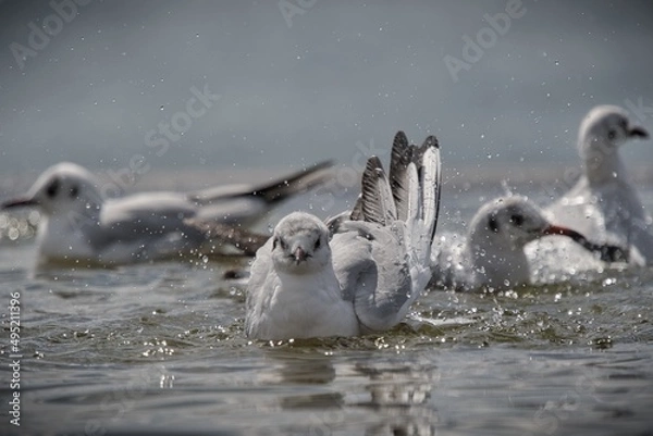 Fototapeta Bird taking bath