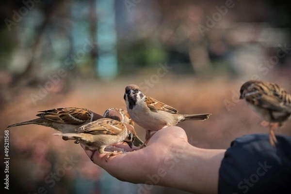 Fototapeta Bird being fed