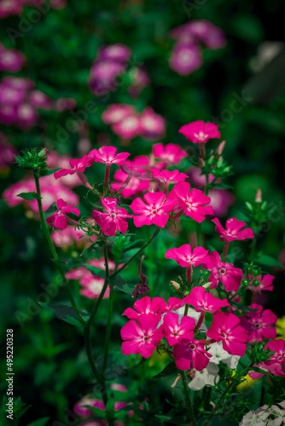 Obraz Beautiful Phlox drummondii flower in garden with blury background.