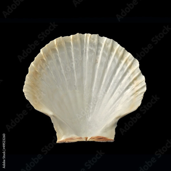 Obraz coquille Saint Jacques