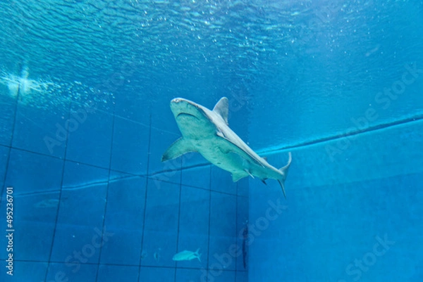 Obraz A shark swims in aquarium tank in Genoa Aquarium