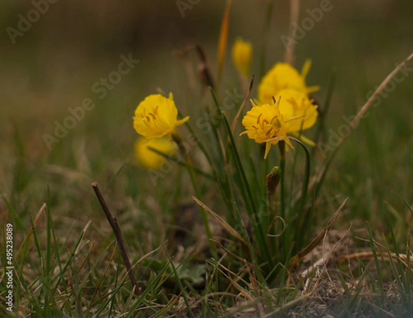 Obraz Narcissus bulbocodium