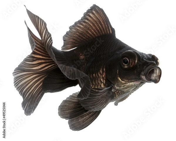Fototapeta Black  Goldfish on White Without Shade