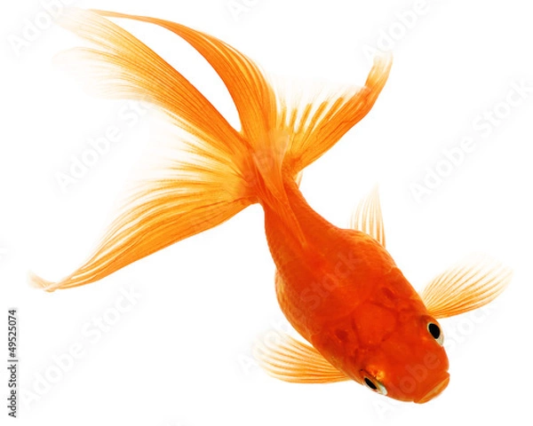 Obraz Gold Fish on White Background