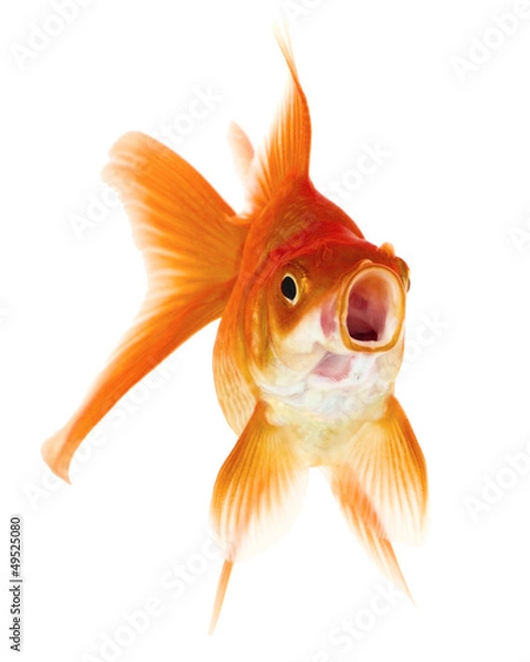 Obraz Gold Fish on White Background