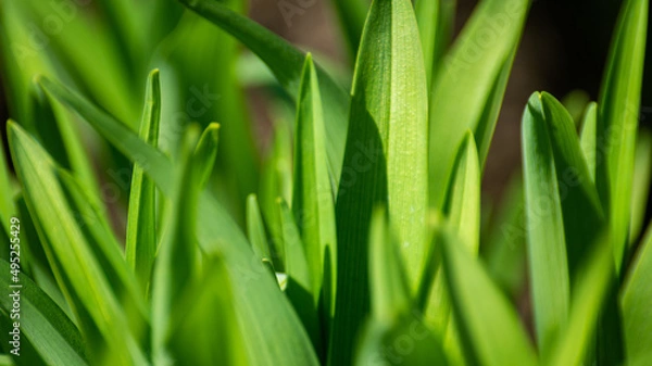 Obraz green grass close up