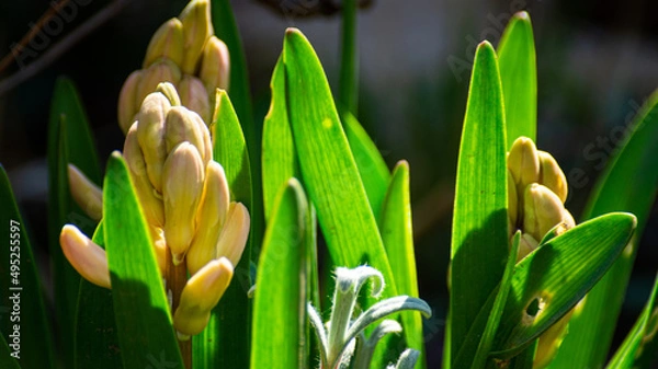 Obraz grass and flowers