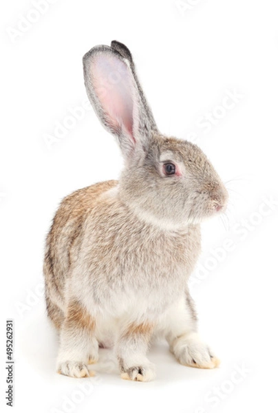 Obraz Gray rabbit isolated.